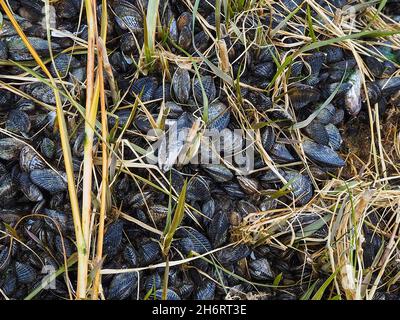 A bed of ribbed mussels clustered tightly together in the grasses of a salt marsh at low tide on a beach next to the Delaware Bay in southern New Jers Stock Photo