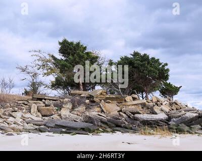A small grouping of windblown Loblolly Pine trees grows out of a heaping pile of old concrete, asphalt and other demolished construction material on a Stock Photo