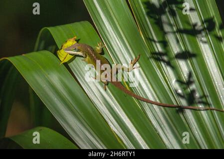 A lizard climbs on a palm leaf at the historic Blakeley State Park near Spanish Fort, Alabama. Stock Photo