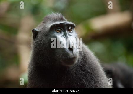 Close-up portrait of celebes crested macaque Stock Photo