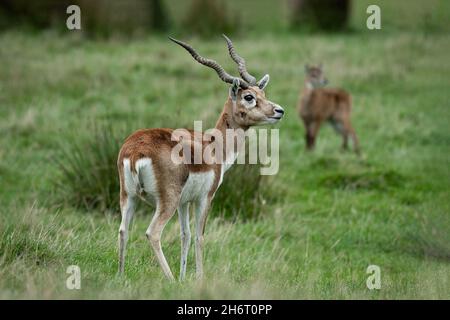 The blackbuck antelope, Antilope cervicapra, is also called the Indian antelope, is an antelope native to India and Nepal. Stock Photo