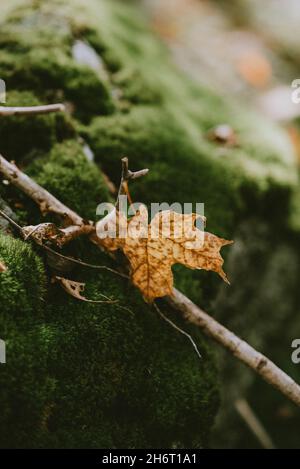Fallen yellow maple leaf on green moss on the forest floor. Stock Photo
