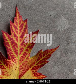 Close up of yellow and red maple leaf on gray background in fall. Stock Photo