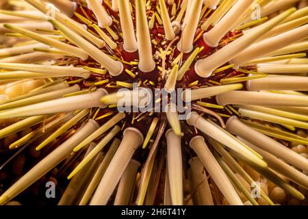 A close look at a rock-boring urchin, Echinometra mathaei, also known as a burrowing urchin, Hawaii. This invertebrate grinds into solid limestone and Stock Photo