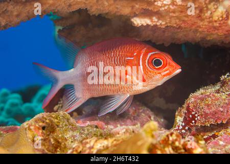 The tailspot squirrelfish, Sargocentron caudimaculatum, is also referred to as a silverspot squirrelfish, Yap, Micronesia. Stock Photo