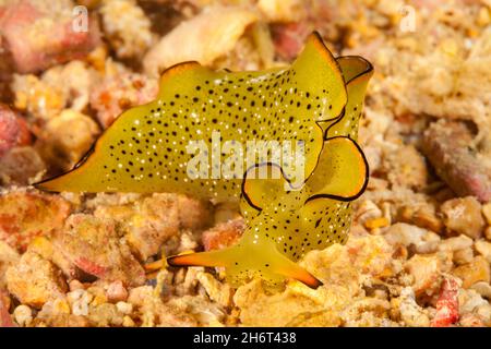 The ornate sapsucking slug, Elysia ornata, is commonly known as ornate elysia or ornate leaf slug, Yap, Federated States of Micronesia. Stock Photo