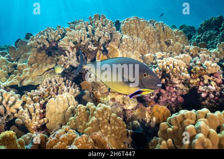 This sleek unicornfish, Naso hexacanthus, has made a stop at a cleaning station operated by an endemic Hawaiian cleaner wrasse, Labroides phthirophagu Stock Photo