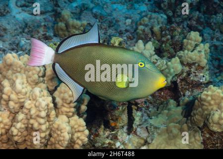 Pinktail durgon, Melichthys vidua, more correctly refered to as the pinktail triggerfish, reach about one foot in length.  Hawaii. Stock Photo