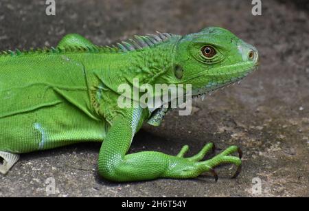 Green Iguana in the wild in Trinidad. Stock Photo