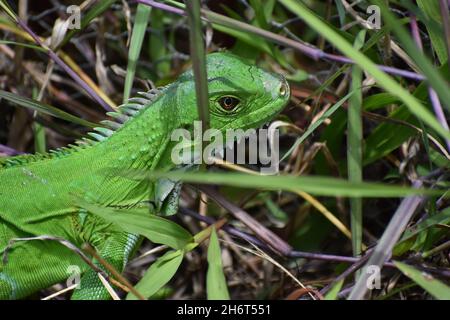 Green Iguana in the wild in Trinidad. Stock Photo