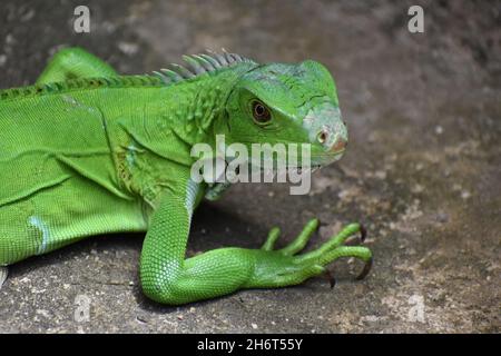 Green Iguana in the wild in Trinidad. Stock Photo