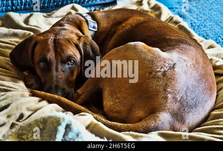 Postpartum Redbone Coonhound Stock Photo