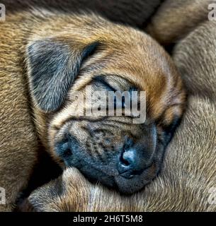 Redbone Coonhound Puppies Stock Photo
