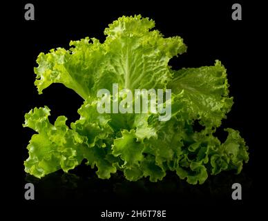 fresh lettuce, green leafy vegetable isolated on black background, closeup Stock Photo
