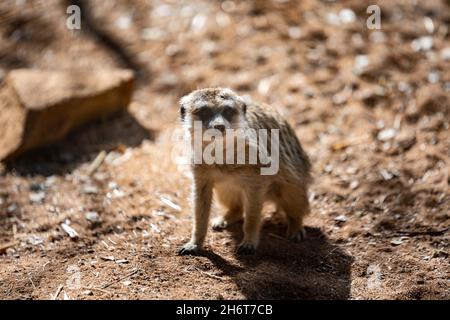 An American Badger in Palm Springs, California Stock Photo