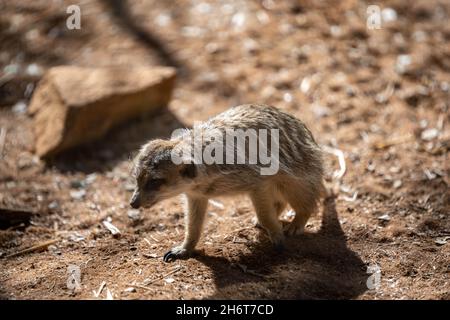 An American Badger in Palm Springs, California Stock Photo