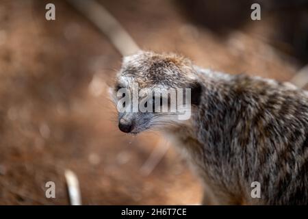 An American Badger in Palm Springs, California Stock Photo