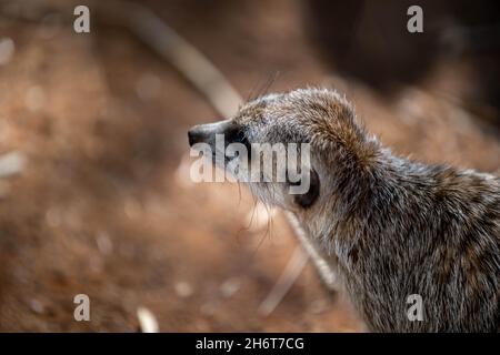 An American Badger in Palm Springs, California Stock Photo