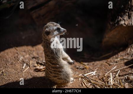 An American Badger in Palm Springs, California Stock Photo