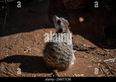 An American Badger in Palm Springs, California Stock Photo