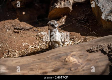 An American Badger in Palm Springs, California Stock Photo