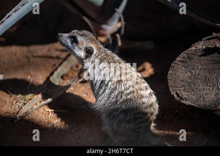 An American Badger in Palm Springs, California Stock Photo