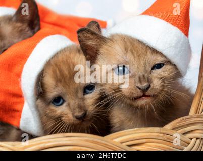 Cute kittens in Christmas hats in a basket Stock Photo