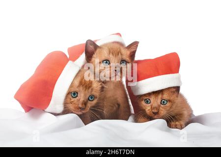 Three cute brown kittens in santa hats on the white pillow isolated Stock Photo