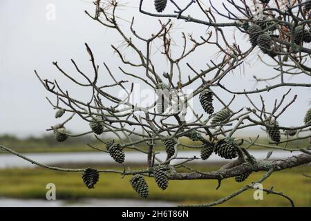 The dried pine cones on the tree near Assateague Island, Maryland, U.S.A Stock Photo