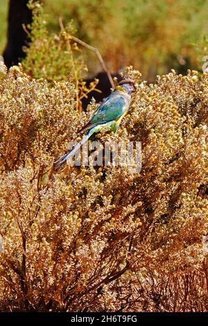 Parrot in the Flinders Ranges of Australia possibly a  Mallee Ringneck (Barnardius zonarius barnardi or Barnardius barnardi) - also known as the Malle Stock Photo