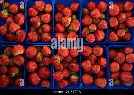 Blue plastic containers full of delicious juicy red strawberries in a greengrocer's shop Stock Photo