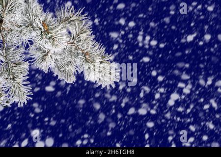 Pine tree branch with snow and hoarfrost covered close up on blue night background at heavy snowfall. Winter Christmas landscape for advertising or gr Stock Photo