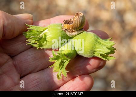 Hazel nuts (Corylus avellana), detached and fallen to the ground by a Grey Squirrel (Sciurus carolinenis), after being partially eaten and then eschew Stock Photo