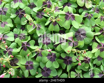 Closeup on the foliage of iron cross plant oxalis tetraphylla Stock Photo