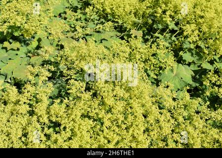 Garden lady's-mantle Alchemilla mollis flowers Stock Photo