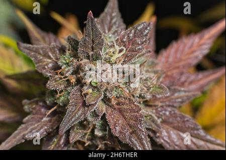Top view of purple cannabis bud Stock Photo - Alamy