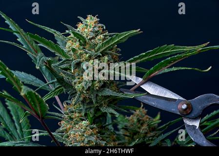 Cutting of leaf on mature cannabis plant, trimming of buds before drying. Stock Photo