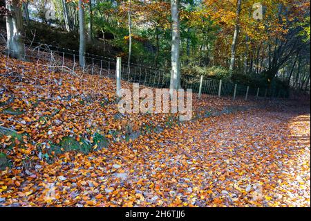 Fallen Autumn leaves laying on the ground in the British Countryside in mid November in England, UK. Autumn or Fall colours, Stock Photo