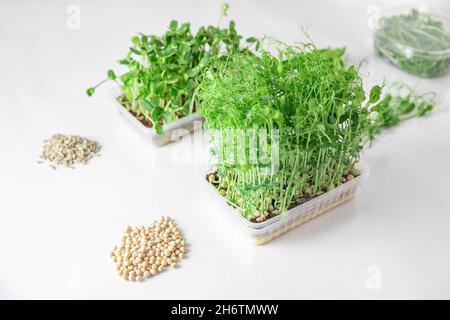 Growing kit Fresh raw Microgreen sprouts baby beans pea and sunflower in box on white background. Stock Photo