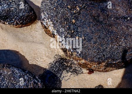 Close-up of volcanic stone beach rock with shells and barnacles on the water. High quality photo Stock Photo