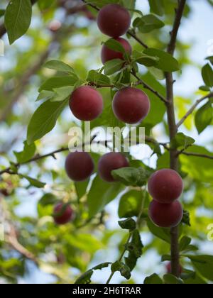 A few ripe cherry plum berries on a branch. Ripe berries. Stock Photo