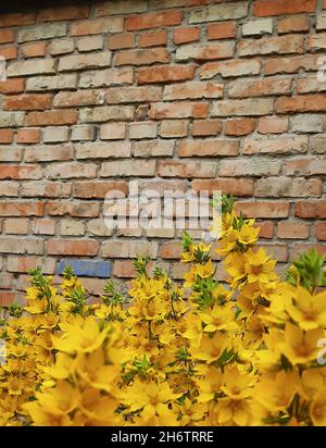 Bright yellow flowers on a brick wall background. The flowers in the foreground are very blurred, the wall is not plastered. Stock Photo