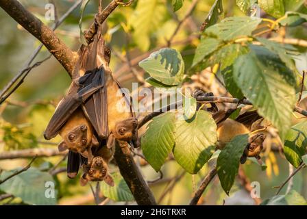 Straw-colored Fruit Bat - Eidolon helvum, beautiful small mammal from African forests and woodlands, Bwindi, Uganda. Stock Photo