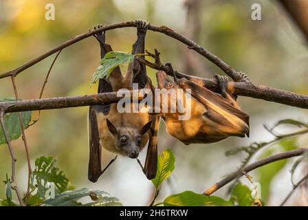 Straw-colored Fruit Bat - Eidolon helvum, beautiful small mammal from African forests and woodlands, Bwindi, Uganda. Stock Photo