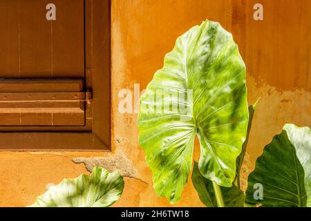 View of tropical green palm leaf on stone background. Stock Photo