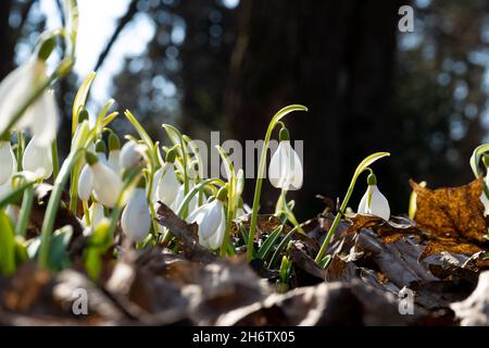 Flowers snowdrops in garden, sunlight. First beautiful snowdrops in spring. Common snowdrop blooming. Galanthus nivalis bloom in spring forest. Snowdrops close up. Stock Photo
