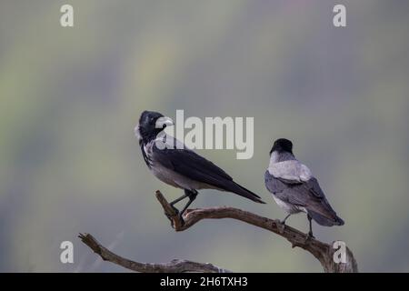 Nebelkraehe, Corvus corone, carrion crow Stock Photo
