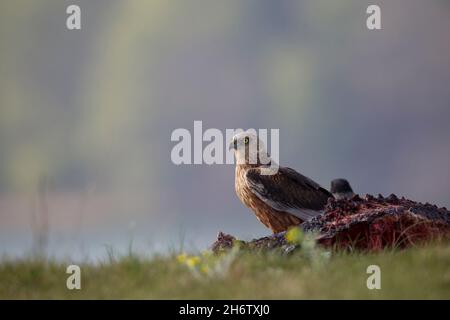Rohrweihe - Maennchen, Circus aeruginosus, Eurasian Marsh harrier - male Stock Photo