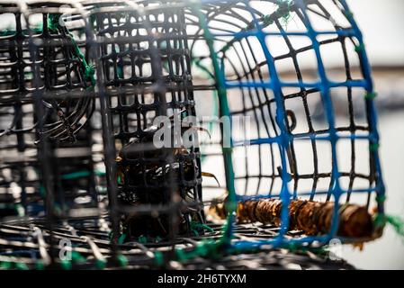 Small crabs used as bait in octopus traps in Alvor, Algarve, Portugal Stock Photo