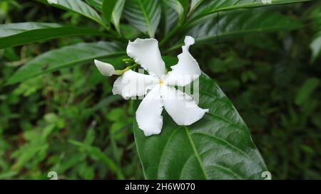 Close up of a five petal white flower with a bud in the garden (Tabernaemontana divaricata) Stock Photo